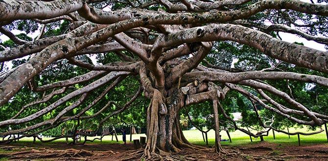 Imponente albero nel Giardino di Kandy | Sri Lanka | Turisanda
