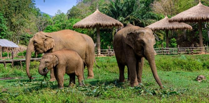 Elephant Nature Park, Chiang Mai, Thailandia | Turisanda