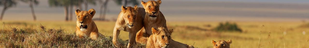 Safari | Turisanda