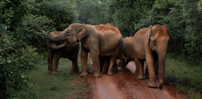 Sri Lanka | Turisanda
