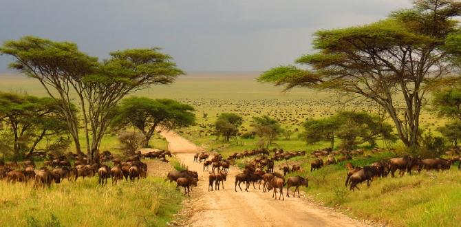 Serengeti National Park, Tanzania | Turisanda