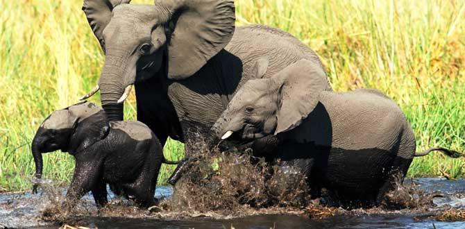 Elefanti che giocano nell'acqua in Botswana | Africa | Turisanda