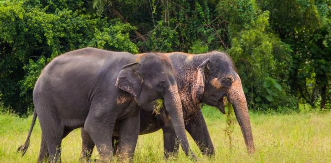 Thailandia | Turisanda