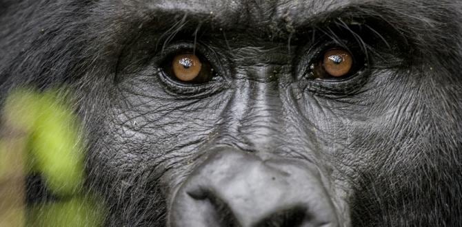 Uganda | Turisanda