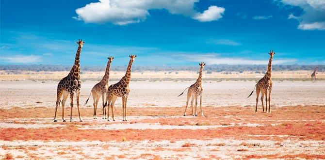 Giraffe a Etosha National Park | Namibia | Turisanda