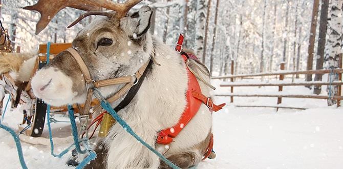 Quando andare in Lapponia: clima e periodo migliore | Turisanda