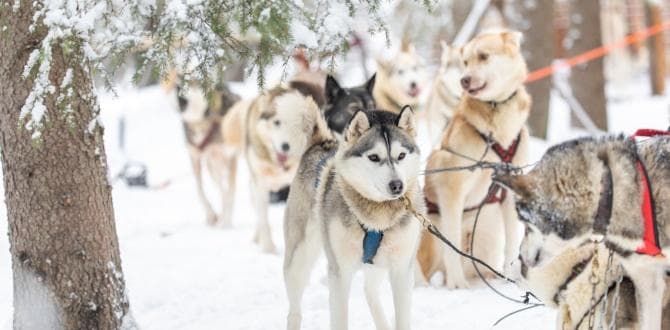 Husky che trainano la slitta | Finlandia | Turisanda