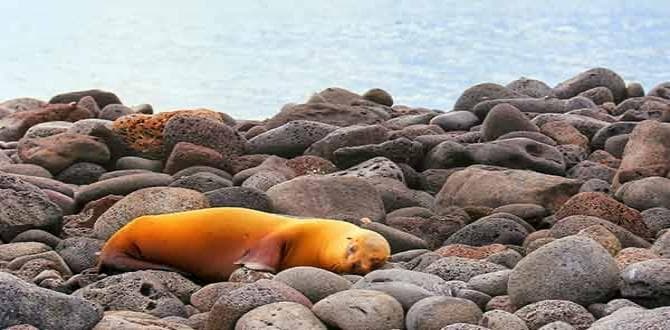 Leone marino a San Cristóbal nelle Galapagos | Ecuador | Turisanda