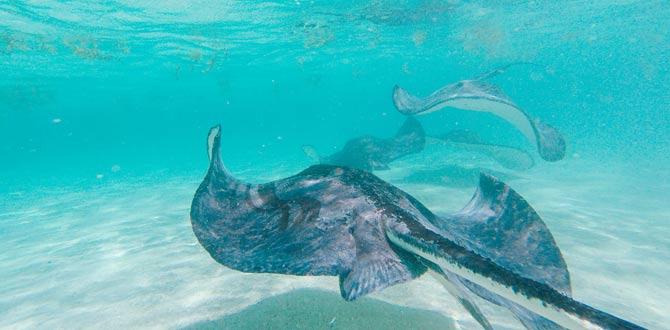Mante che nuotano nel mare cristallino di Antigua | Caraibi | Turisanda