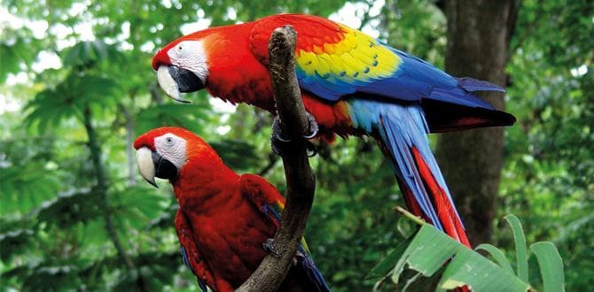 Pappagalli multicolore Ara Macao | Costa Rica | Turisanda
