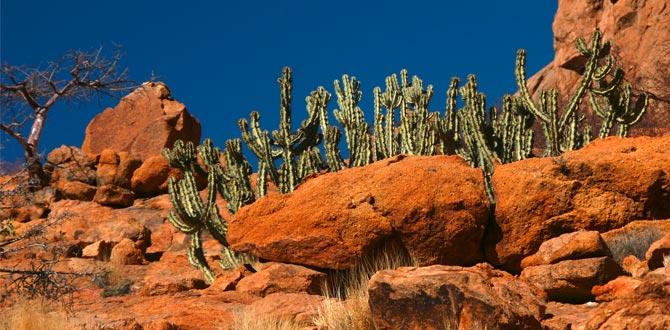 Paesaggio caratteristico con rocce e cactus di Spitzkoppe | Namibia | Turisanda
