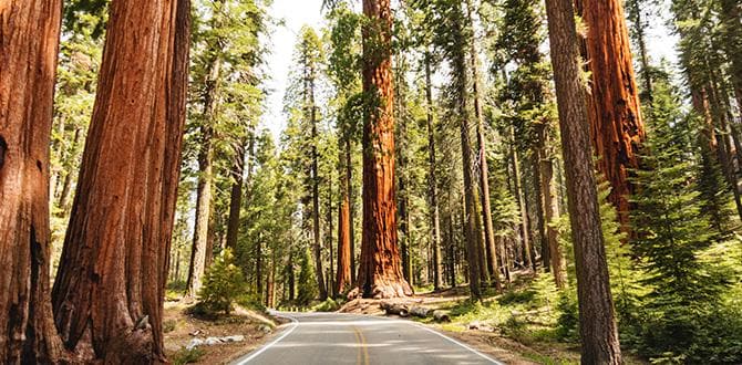 Parchi della California: mappa e attrazioni da vedere | Turisanda