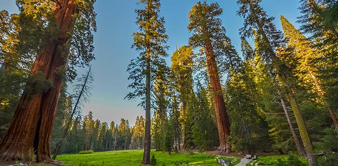 Sequoia National Park | Stati Uniti | Turisanda