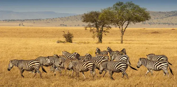 Novembre in Tanzania | Turisanda