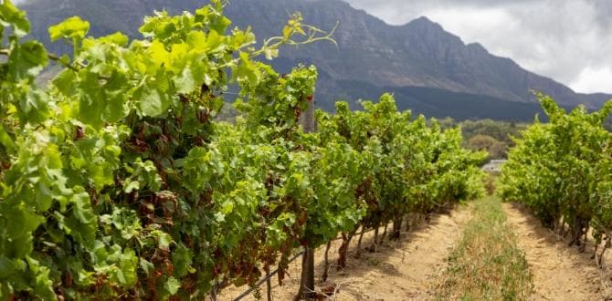 Stellenbosch in Sudafrica | Turisanda