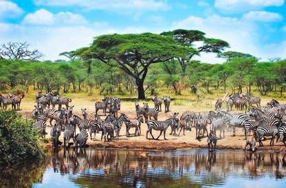 Zebre nel Safari, Tanzania | Offerte viaggi Febbraio | Turisanda