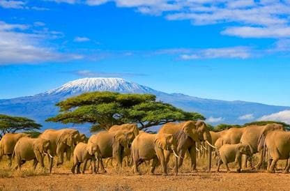 Elefanti, Tanzania | Offerte viaggi Luglio | Turisanda
