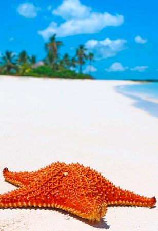 Stella marina sulla spiaggia, Cuba | Offerte viaggi Ottobre | Turisanda