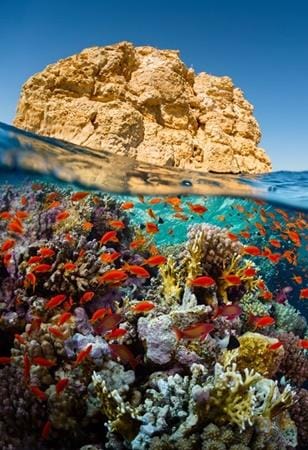 Barriera corallina, Mar Rosso | Offerte viaggi Novembre | Turisanda