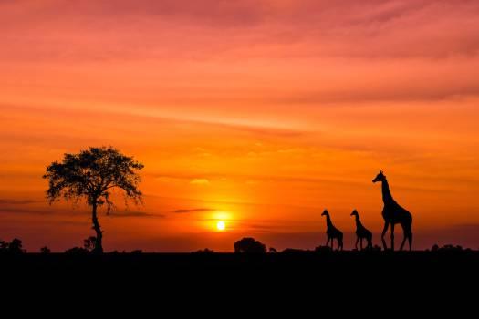 Kenya | Offerte viaggi 1 Novembre  | Turisanda