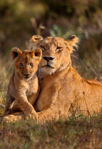 Safari, Kenya e Tanzania | Offerte viaggi Epifania | Turisanda