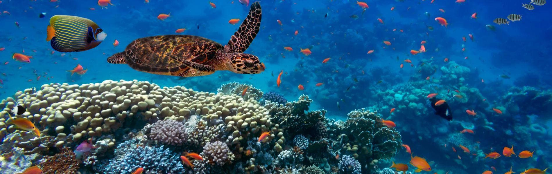 Marsa Alam | Volo più hotel | Turisanda