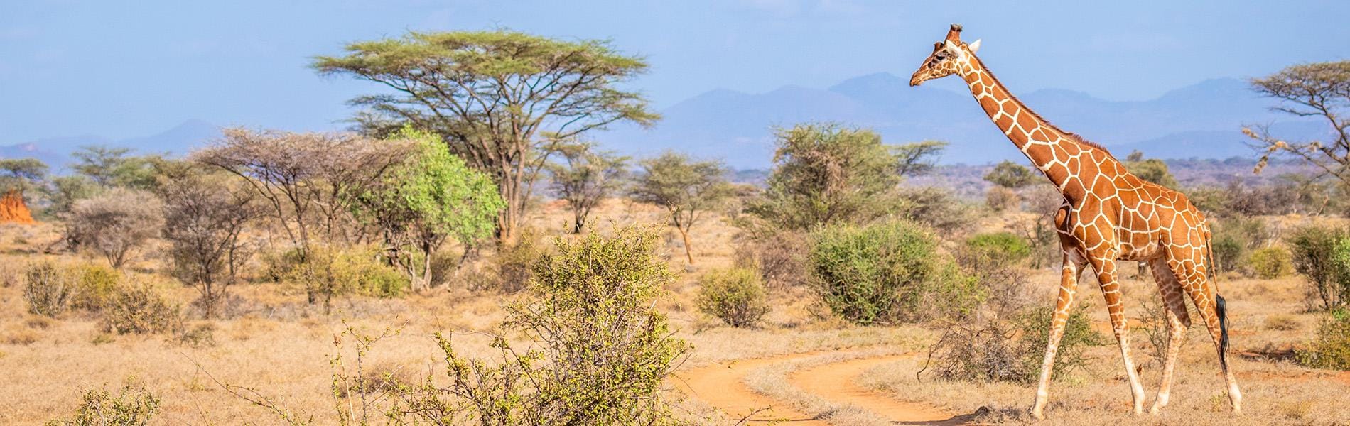 Safari Kenya