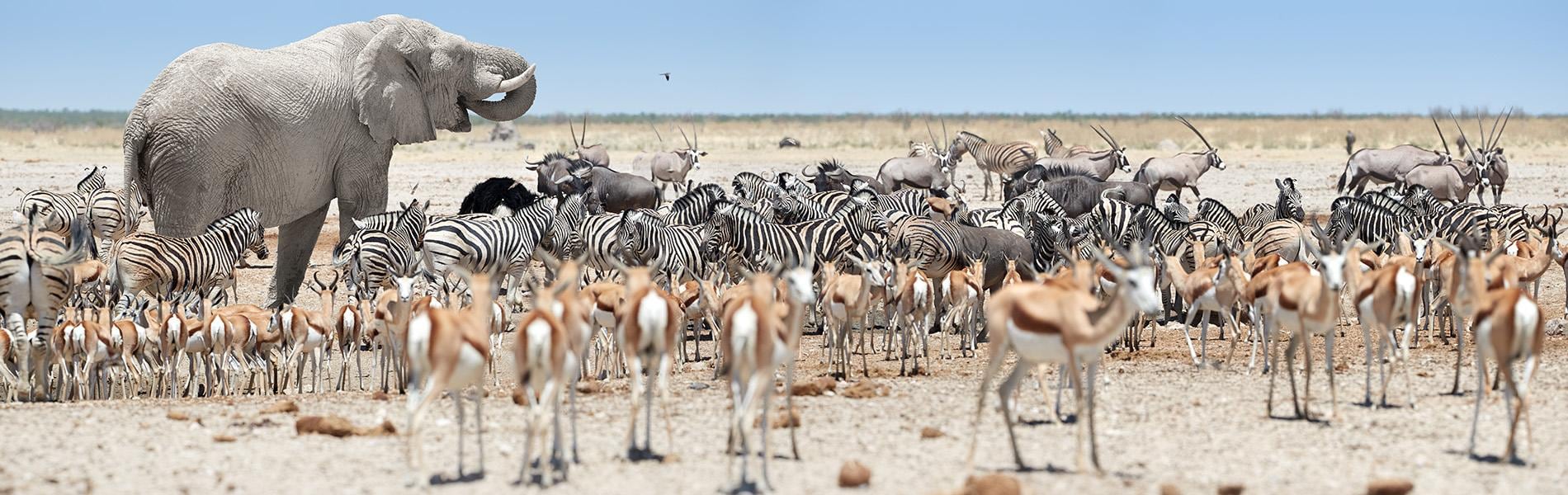 Safari Namibia