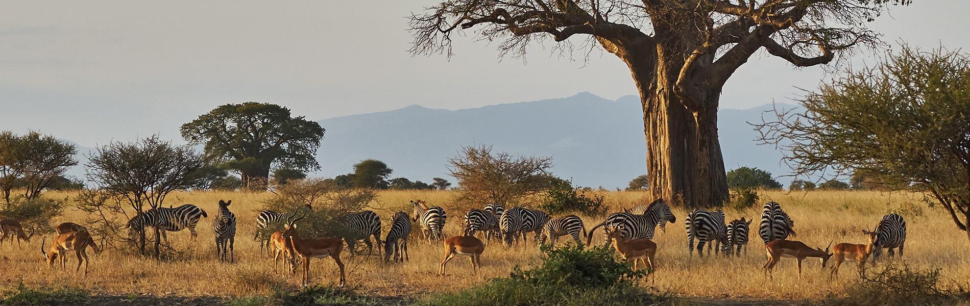 Safari Tanzania