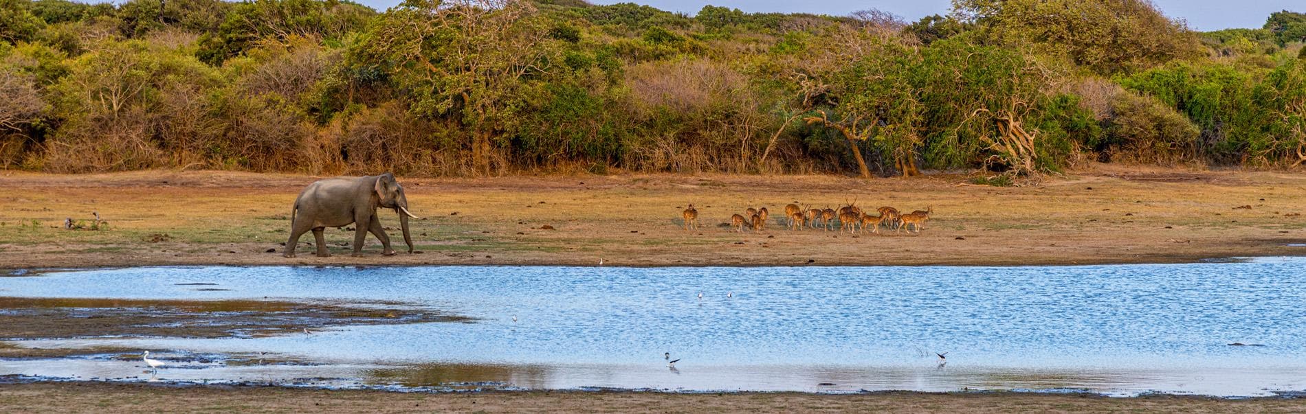 Safari in Asia