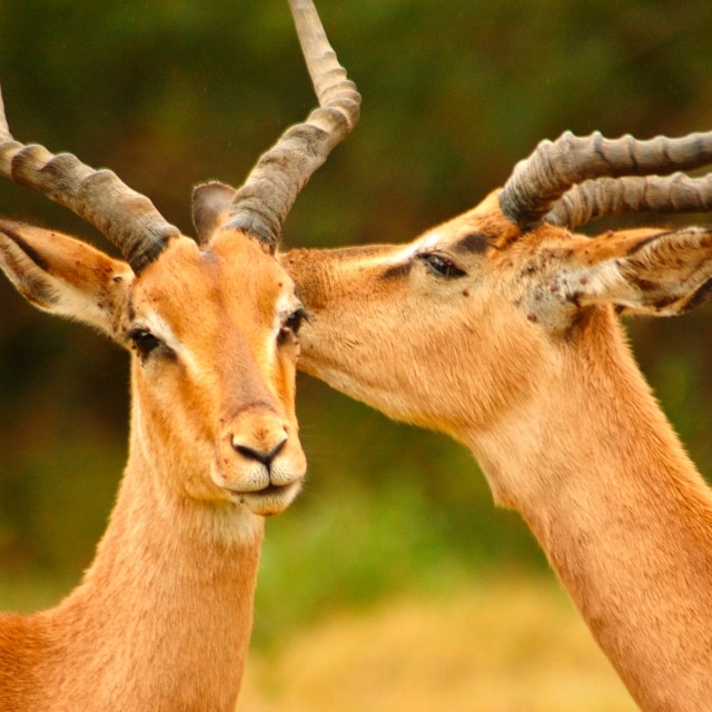 Antilopi nel Parco Nazionale Kruger