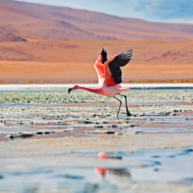 Pacchetti vacanze Bolivia