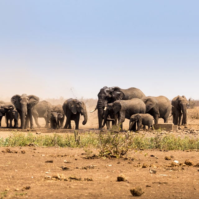 Elefanti nel Kruger National Park