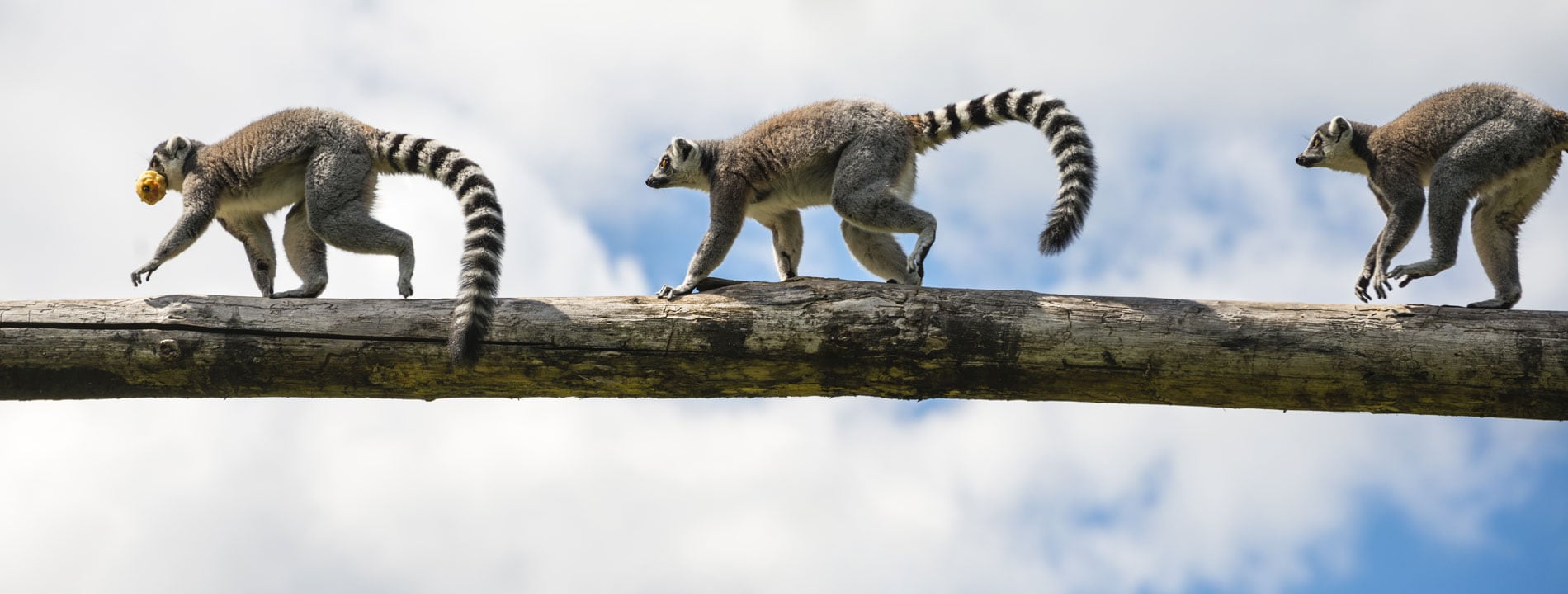 Madagascar