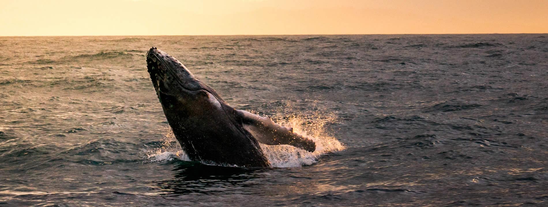 <p>Humpback Whale Saman&aacute;</p>
