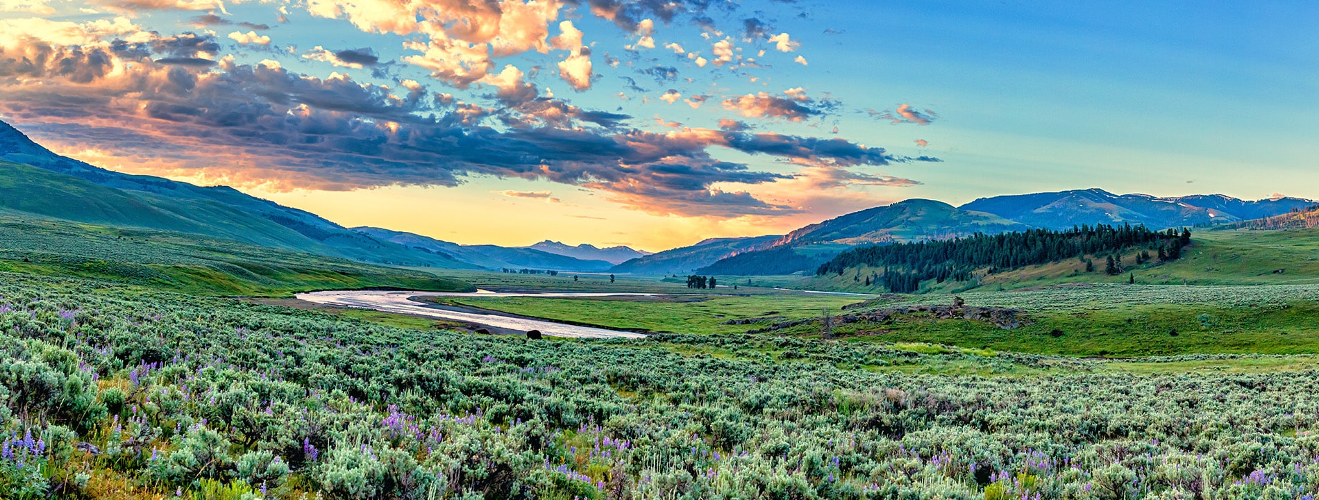 <p>Lamar Valley</p>
