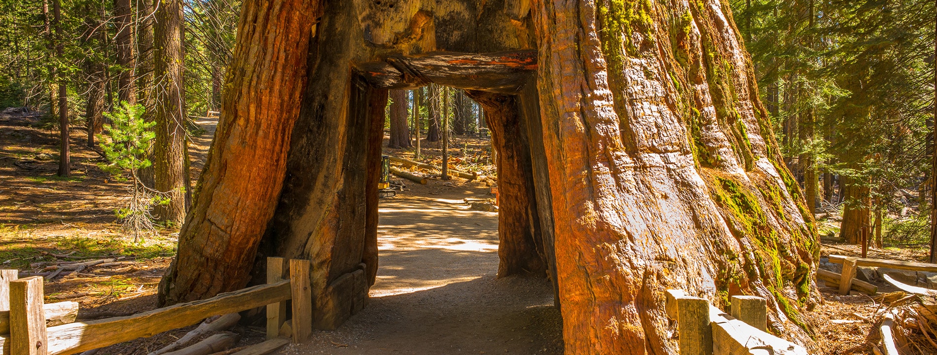 <p>Mariposa Grove</p>
