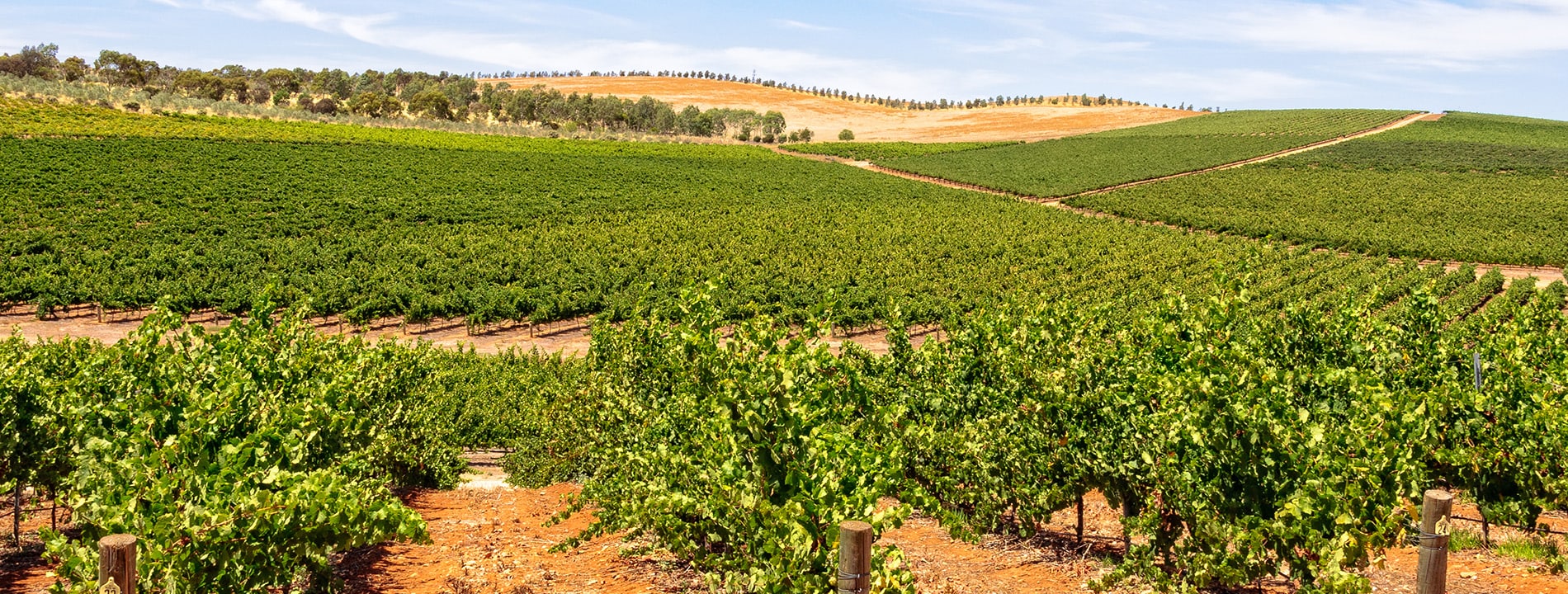 <p>Clare Valley</p>
