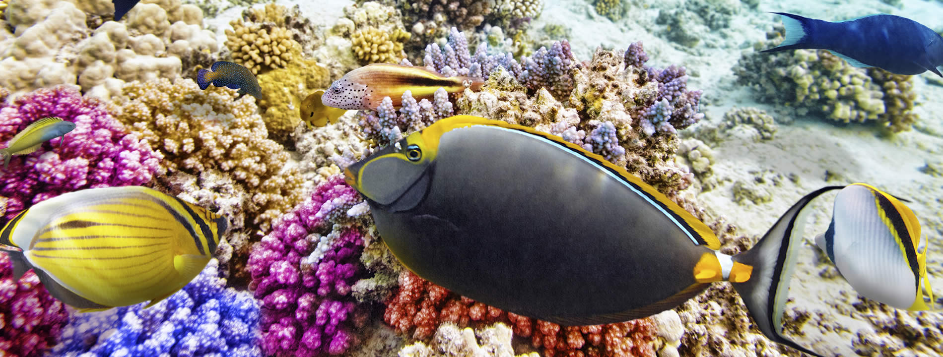 Sharm el Sheikh