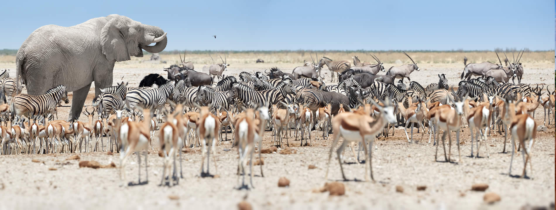 <p style="text-align:justify">L&#39;<strong><u>Etosha National Park</u> </strong>&egrave; il rifugio di rinoceronti, leoni, leopardi e varie specie di antilopi. Questo Parco, unico nel suo genere, si estende per circa 22.000 chilometri quadrati ed ospita aperte pianure, densa boscaglia e un deserto coperto di sale.</p>
