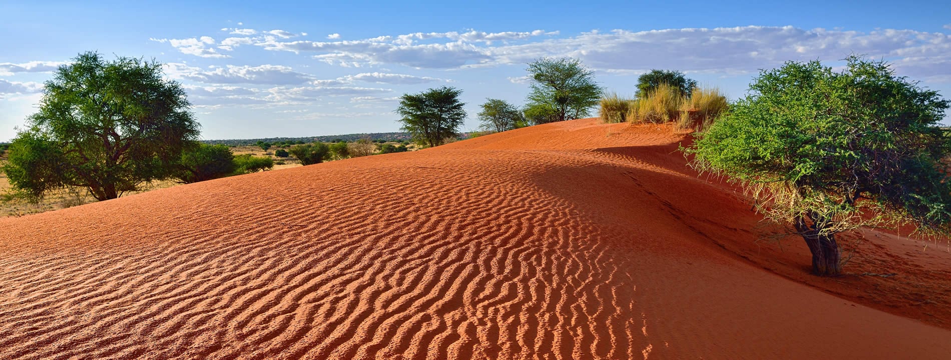 <p style="text-align:justify">Il <u><strong>Deserto del Kalahari</strong></u> rappresenta&nbsp;il sesto deserto pi&ugrave; grande del mondo con una superficie di circa 930 000 km&sup2;.</p>
