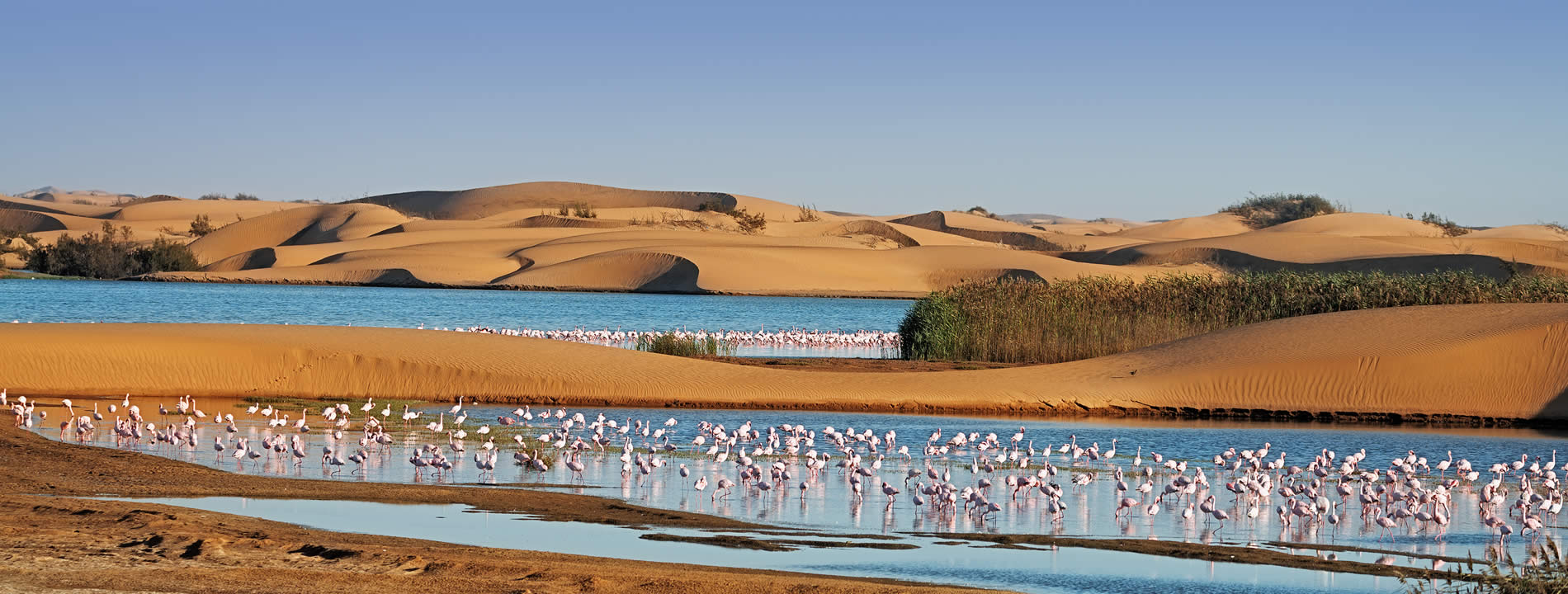 <p style="text-align:justify"><strong><u>Walvis Bay</u> </strong>&egrave; una citt&agrave; della Namibia famosa per le sue escursioni&nbsp;che permettono di ammirare una numerosa variet&agrave; di uccelli, delfini e foche.&nbsp;</p>
