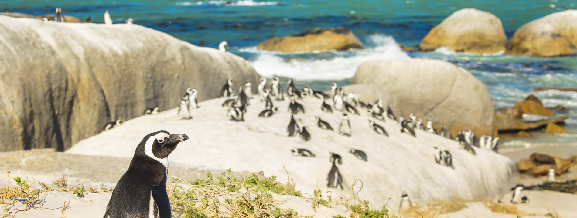 <p style="text-align:justify">A&nbsp;sud di <u><strong>Cape Town</strong></u>, in direzione Cape Point, si trova una&nbsp;<strong>colonia di circa 3000 pinguini africani</strong> che vive in libert&agrave; e che si pu&ograve; avvicinare e addirittura farci il bagno insieme.</p>
