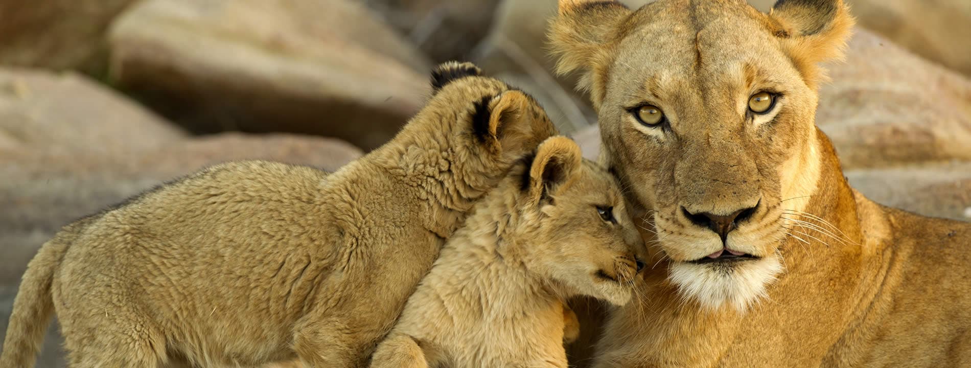 <p style="text-align:justify">Il&nbsp;<strong><u>Kruger National Park</u></strong>&nbsp;rappresenta la pi&ugrave; grande riserva nazionale del Sudafrica ed &egrave; famoso soprattutto perch&eacute; al suo interno vivono i Big Five: leoni, leopardi, rinoceronti, elefanti e bufali.</p>
